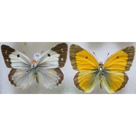 Colias croceus (Geoffroy, 1785) pair Szlaczkoń sylwetnik Czech66